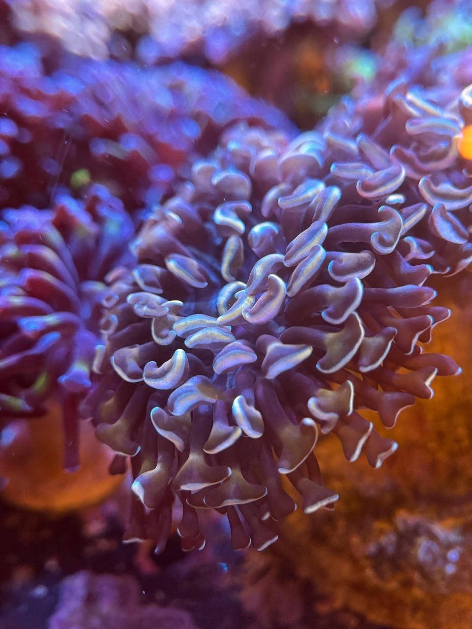 Euphyllia Ancora Gold Indonesia