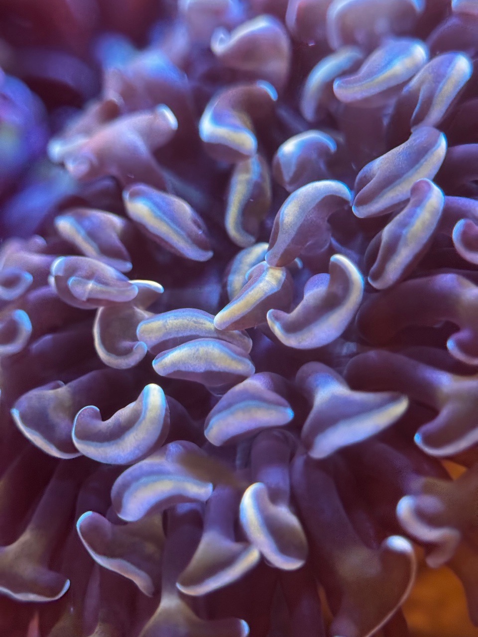 Euphyllia Ancora Gold Indonesia - Imagen 2