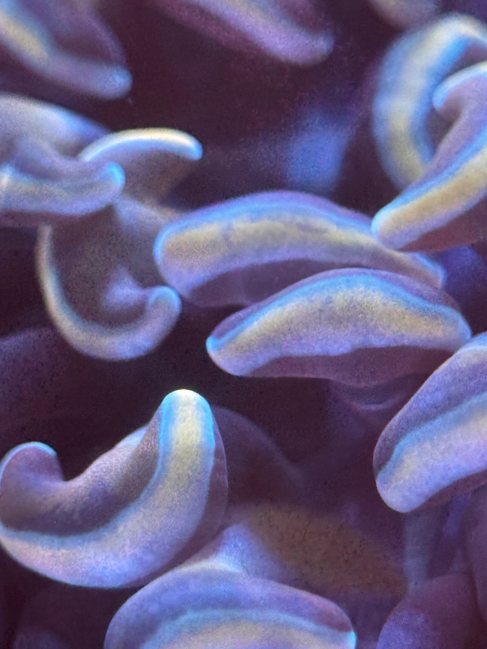 Euphyllia Ancora Gold Indonesia - Imagen 3