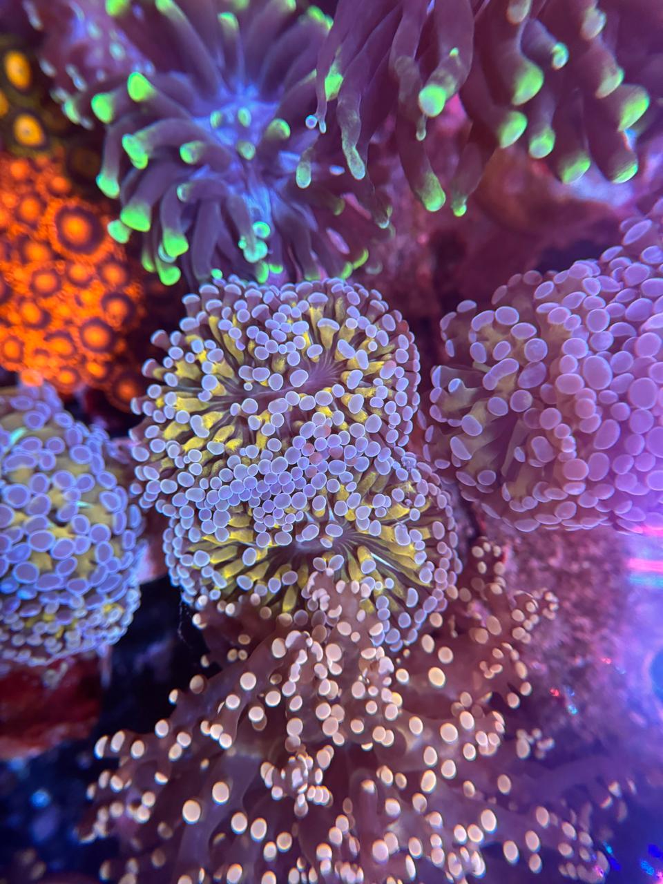 Euphyllia Gold HamSpawn - Imagen 2