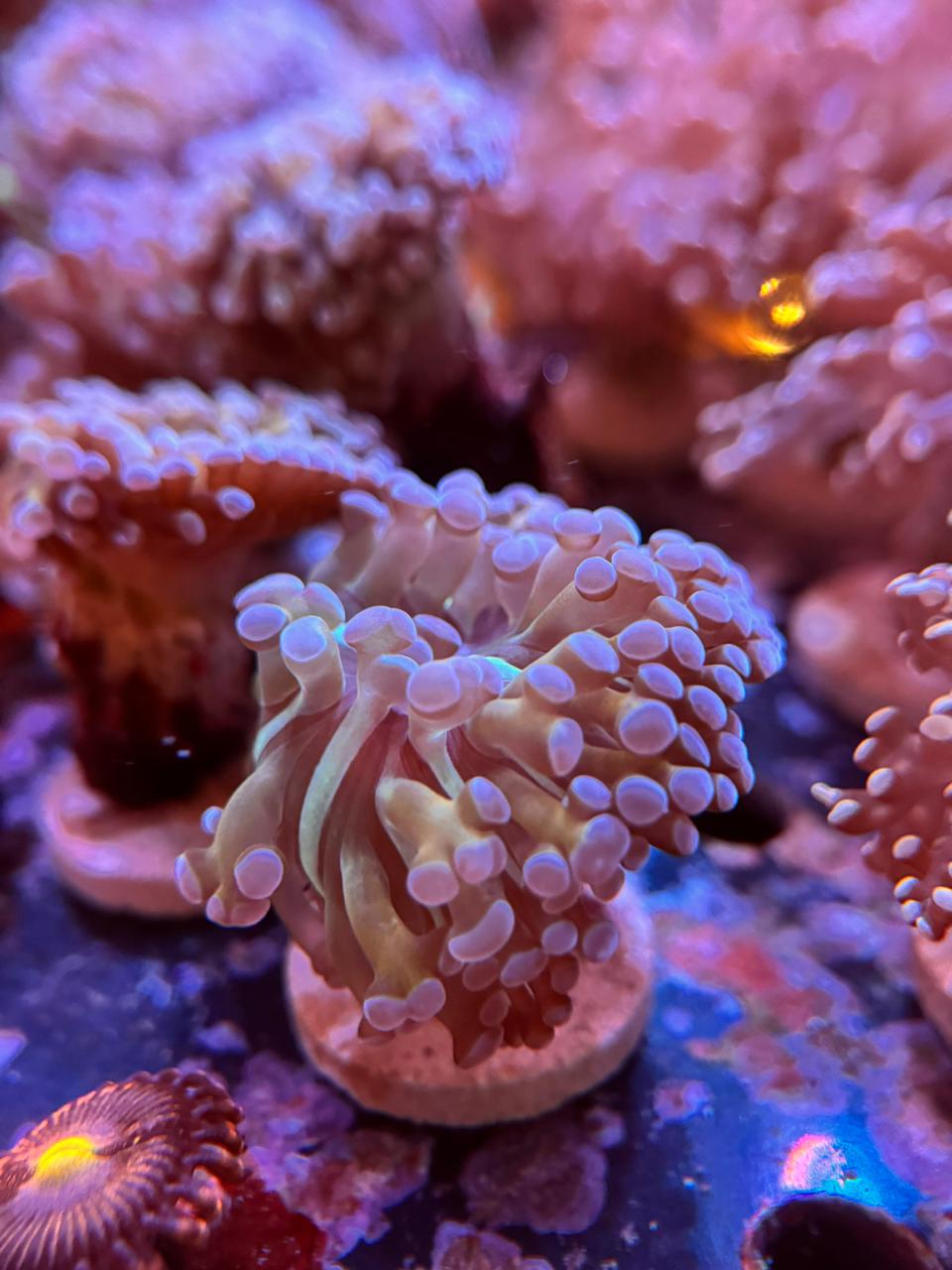 Euphyllia Gold HamSpawn