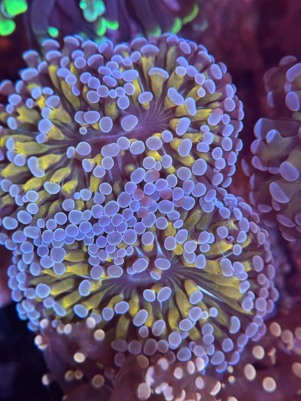 Euphyllia Gold HamSpawn - Imagen 4