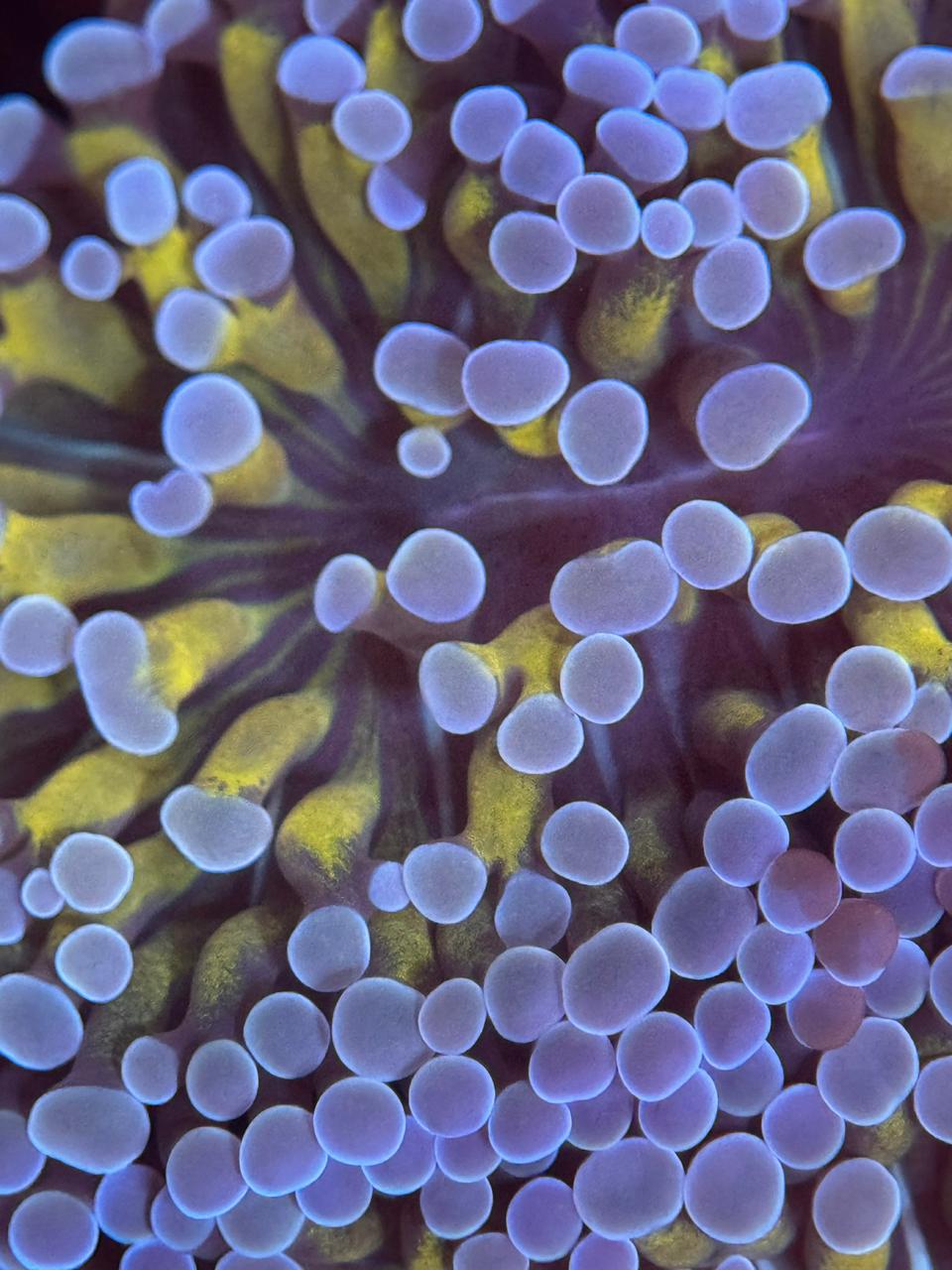 Euphyllia Gold HamSpawn - Imagen 3