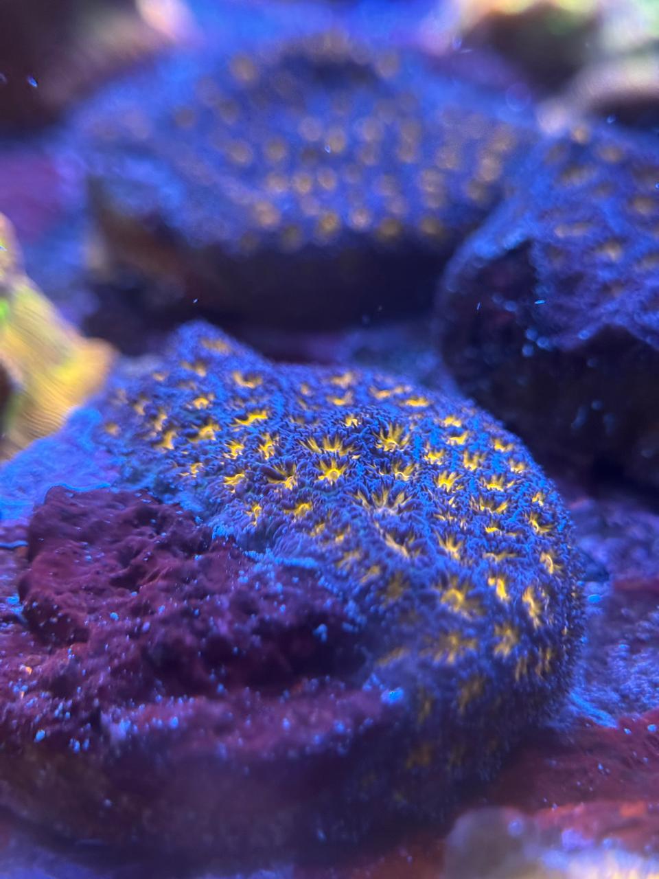 Leptastrea gold - Imagen 2