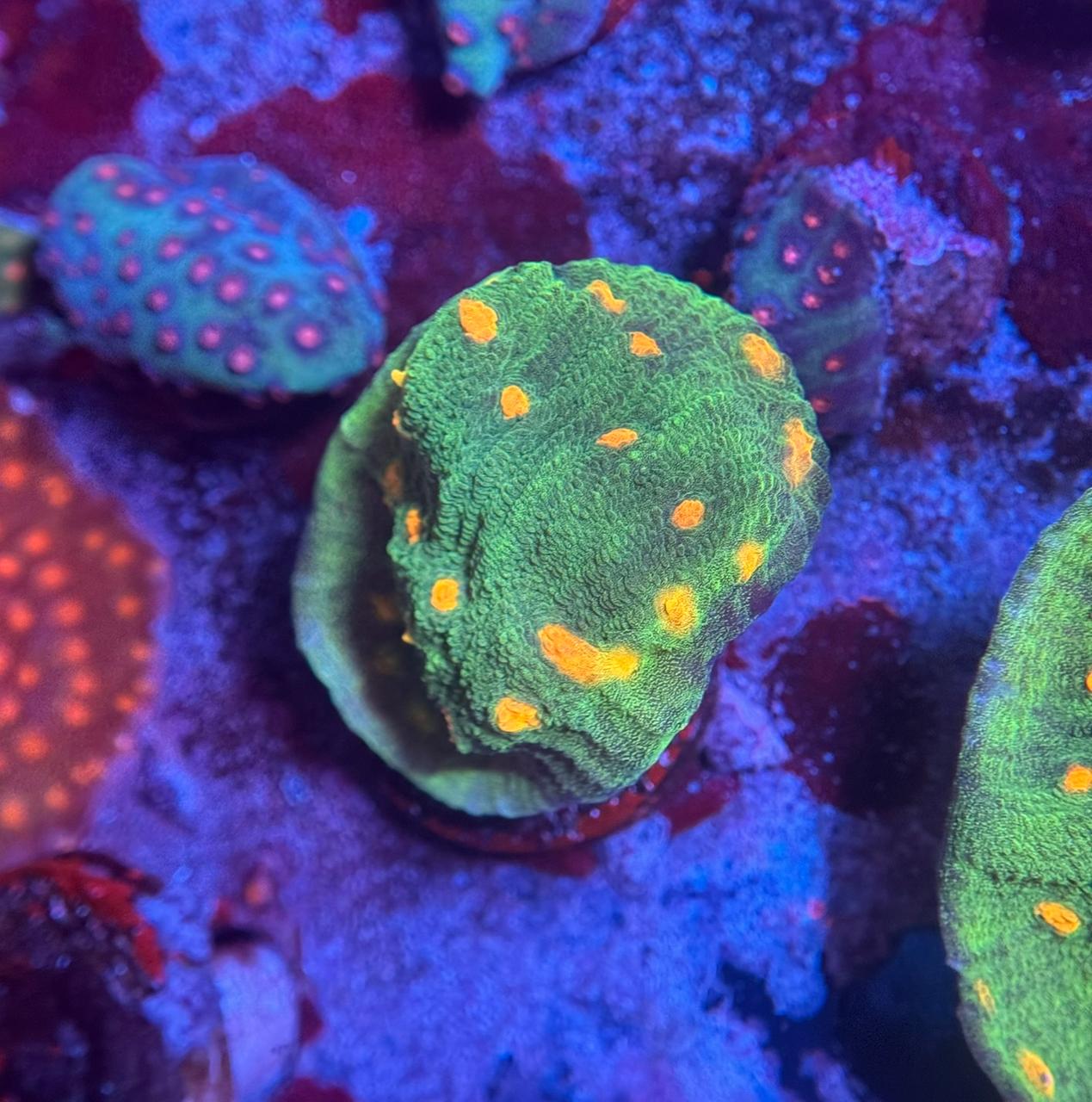 Chalice space invader