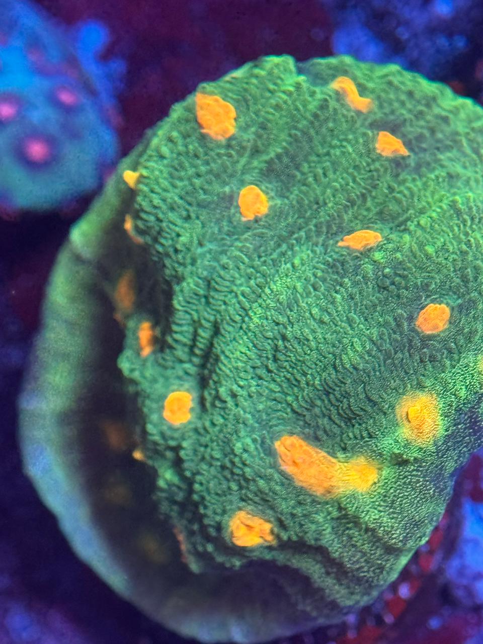 Chalice space invader - Imagen 2