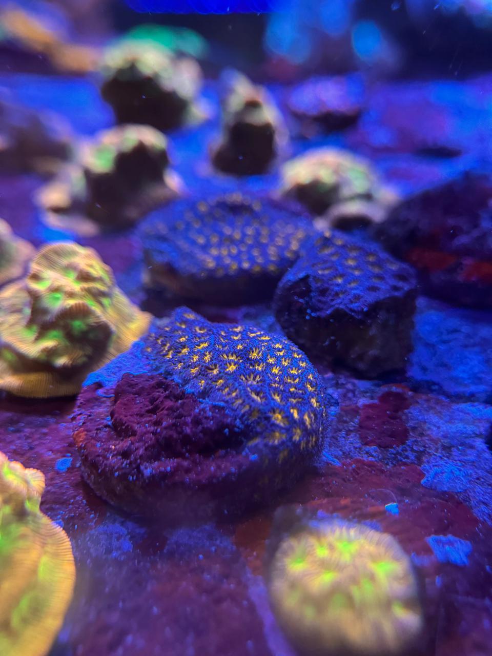 Leptastrea gold - Imagen 3