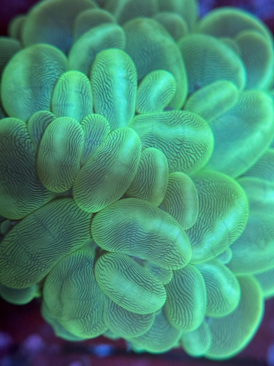 Bubble Green Indonesia - Imagen 2