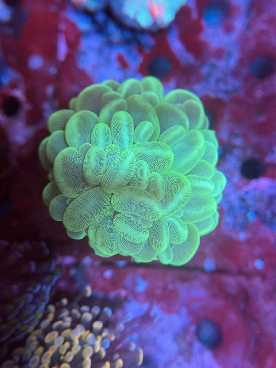 Bubble Green Indonesia