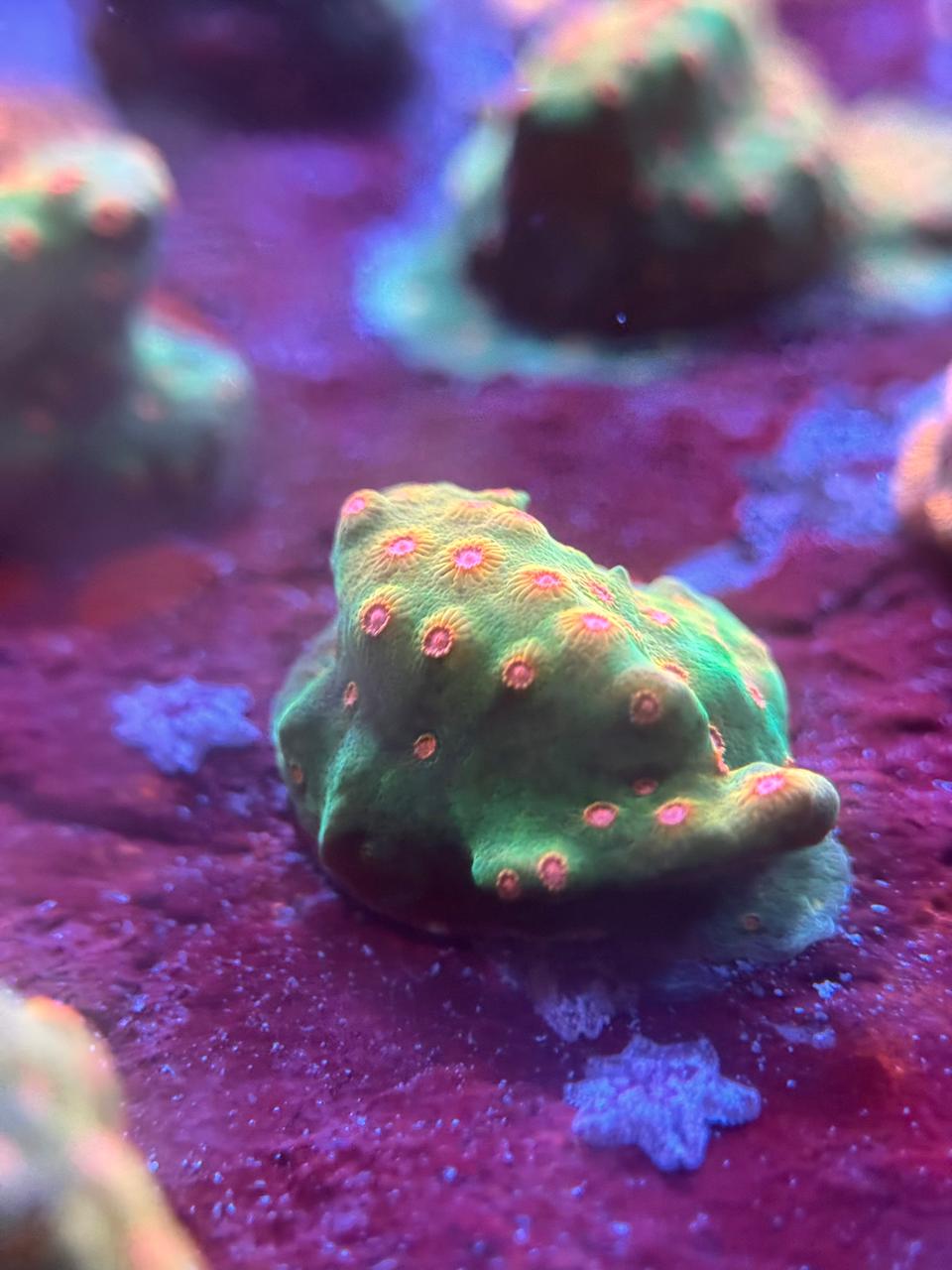 Cyphastrea Defcon