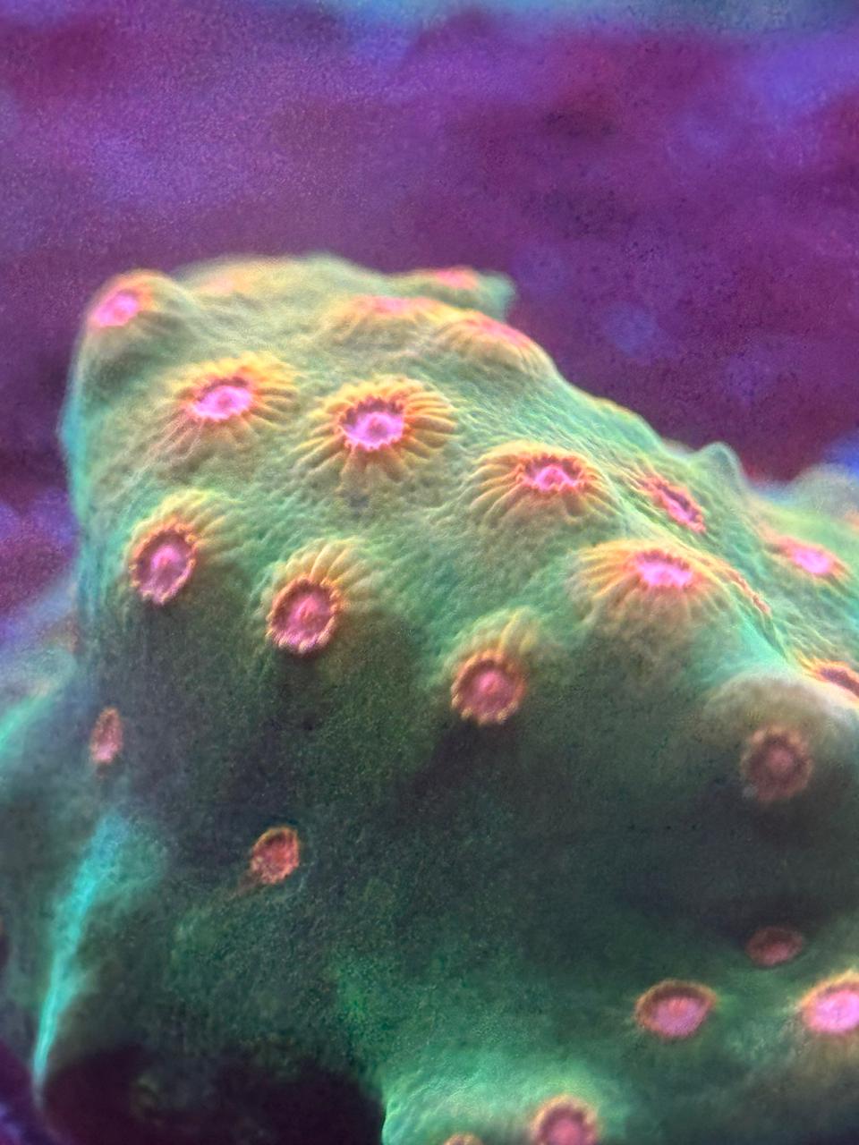 Cyphastrea Defcon - Imagen 2