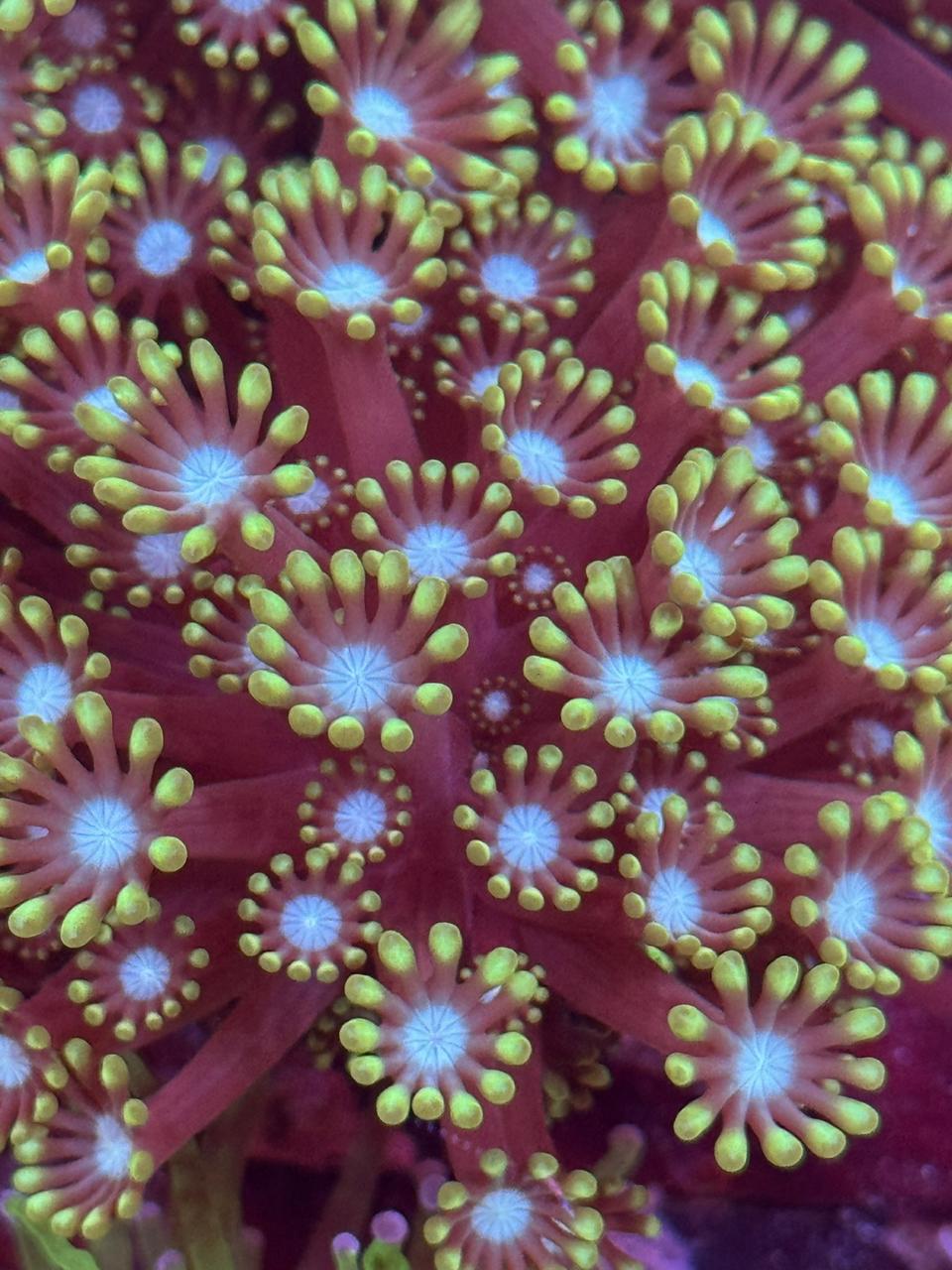 Alveopora - Imagen 2