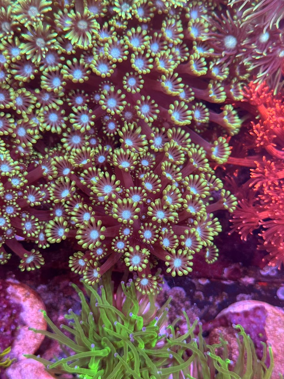 Alveopora