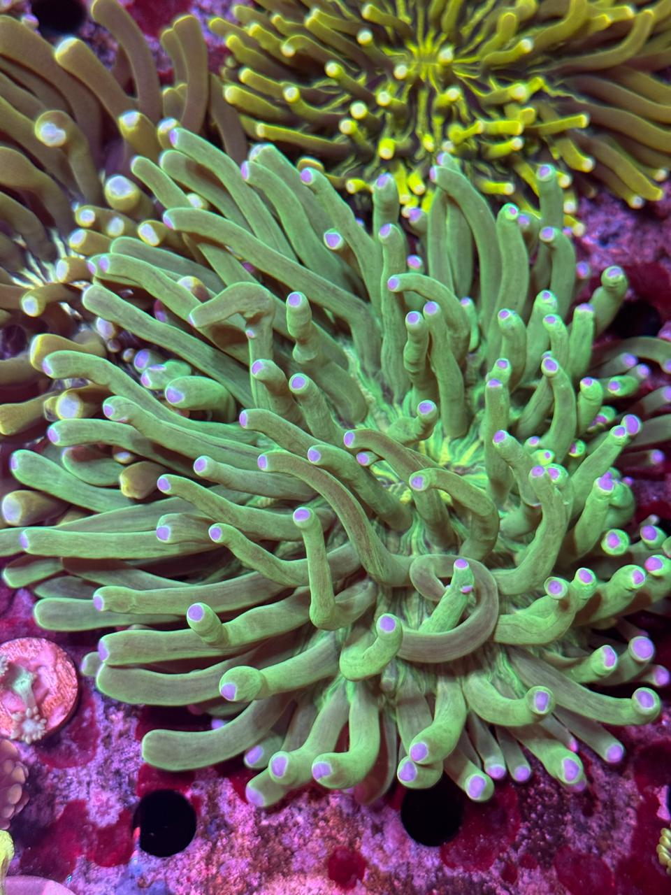 Heliofungia green