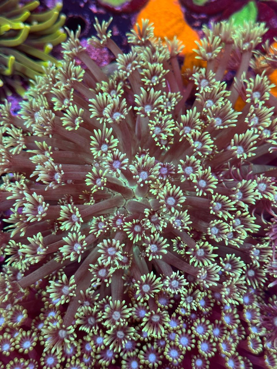 Goniopora lobata Green