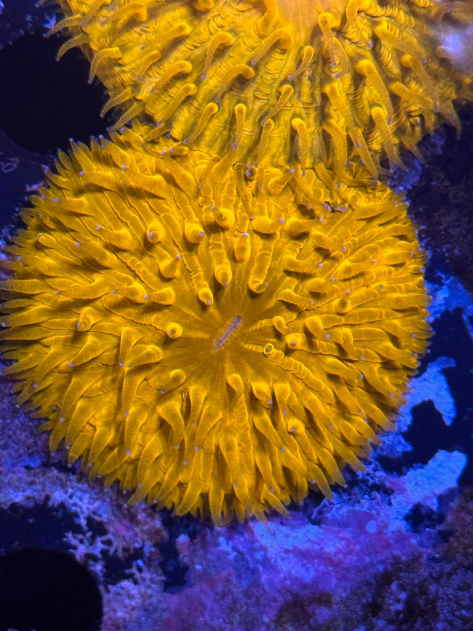 Fungia Ultra Orange