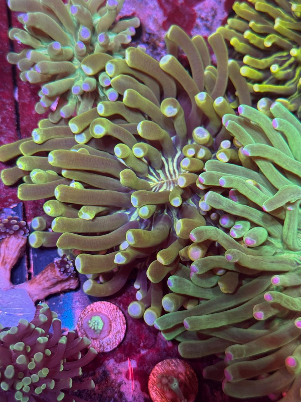 Heliofungia green - Imagen 2