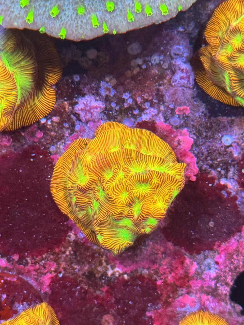 Leptoseris jason Fox - Imagen 2