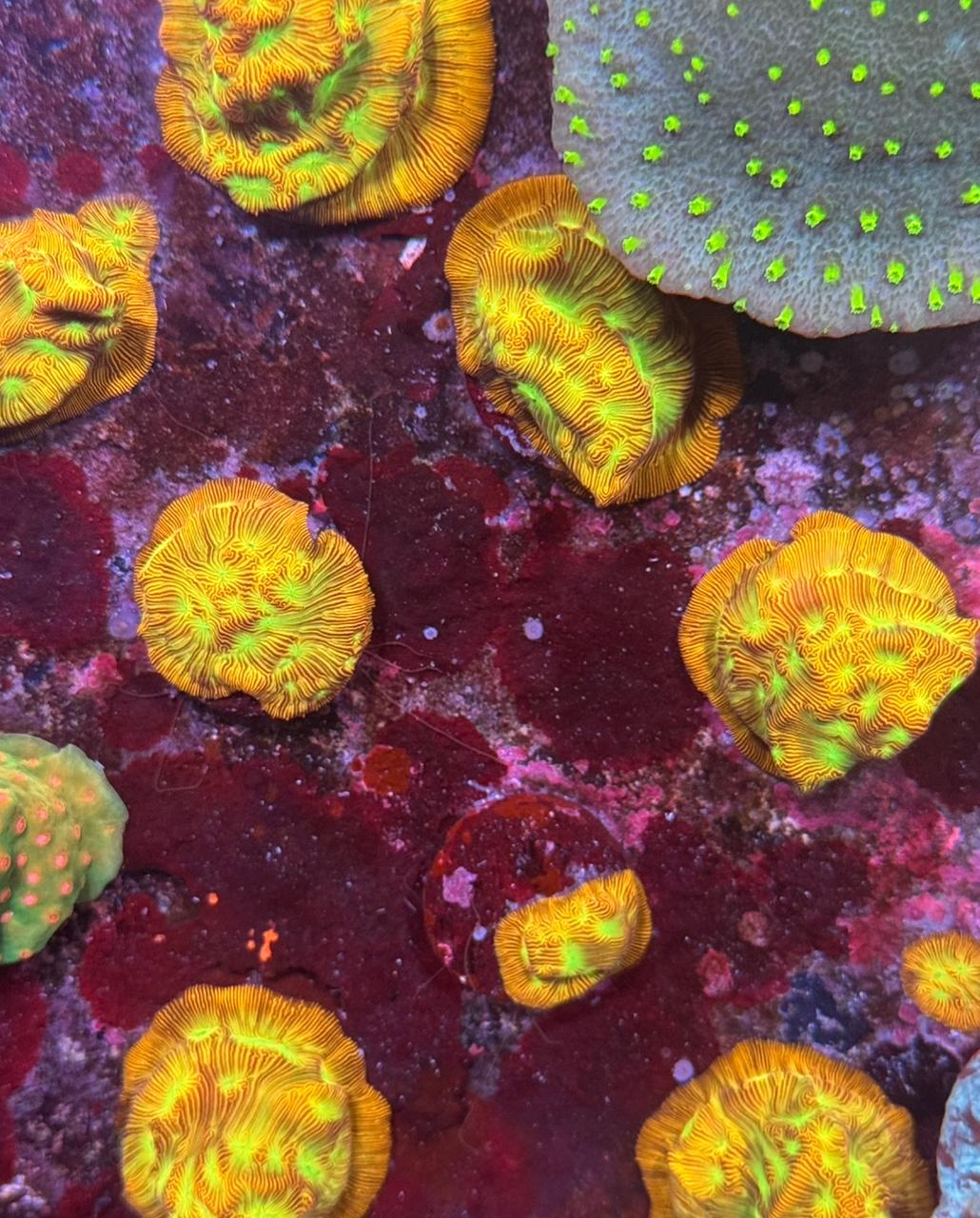 Leptoseris jason Fox - Imagen 3