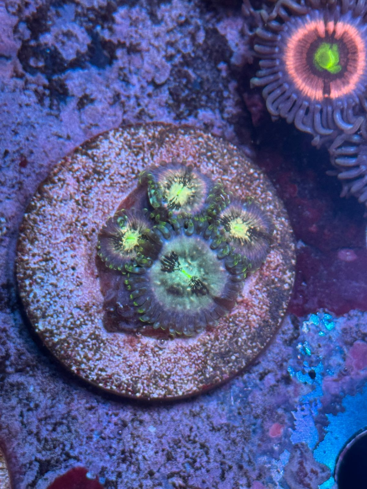 Indonesia Green People Eater