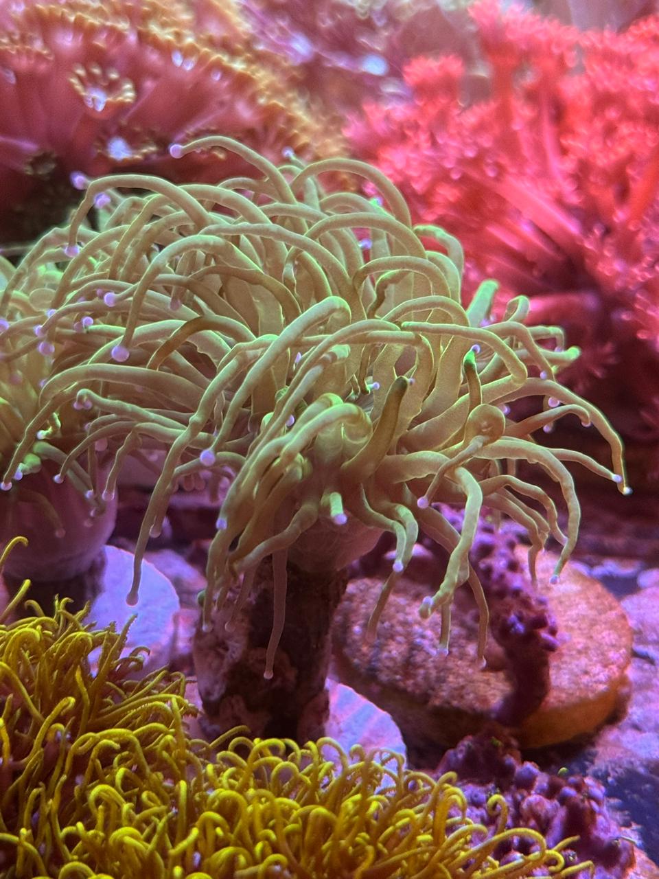 Euphyllia torch toxic green