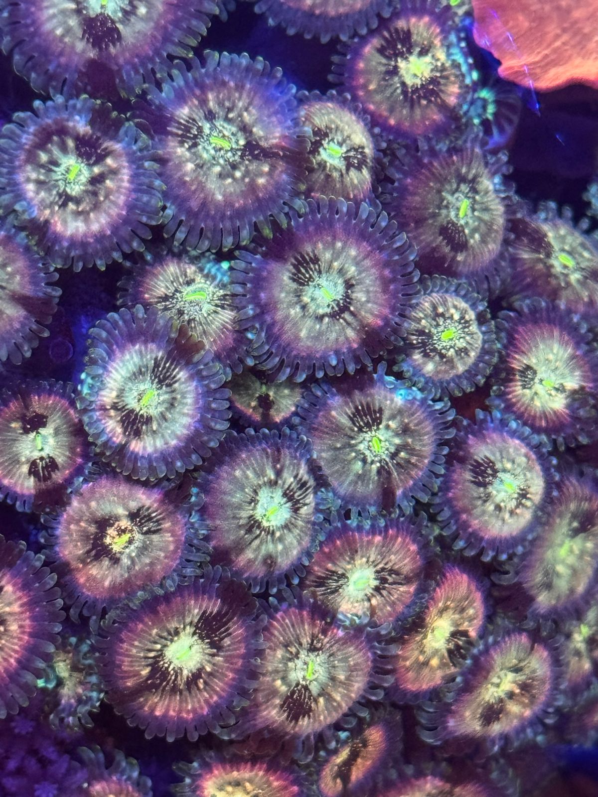 Indonesia Green People Eater - Imagen 2