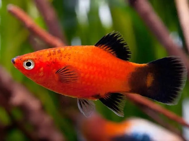 Platy