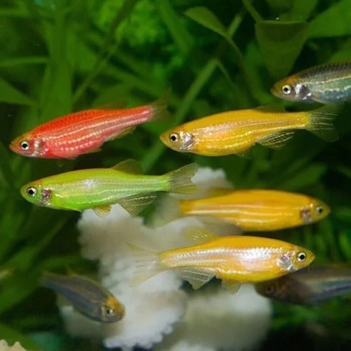 Cebrita Fluor