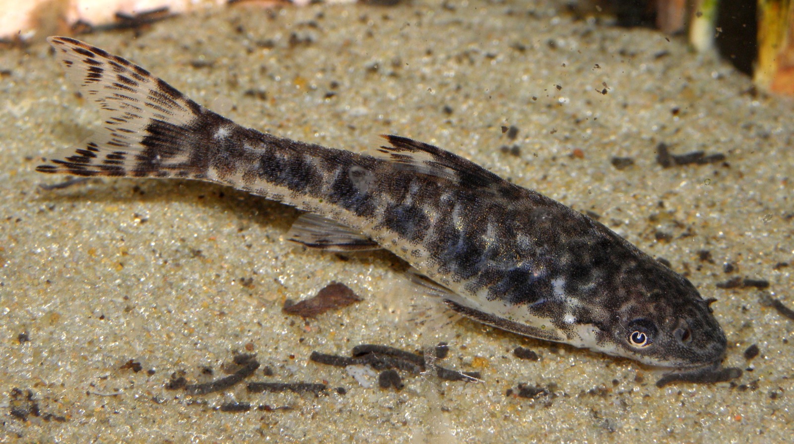 Otocinclos