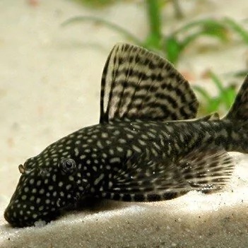 Ancystrus Chico