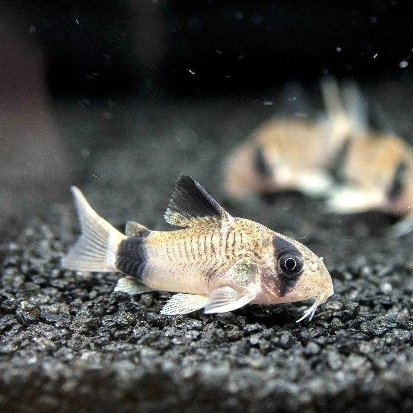Coridora Panda