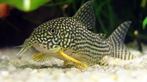 Coridora Sterbai