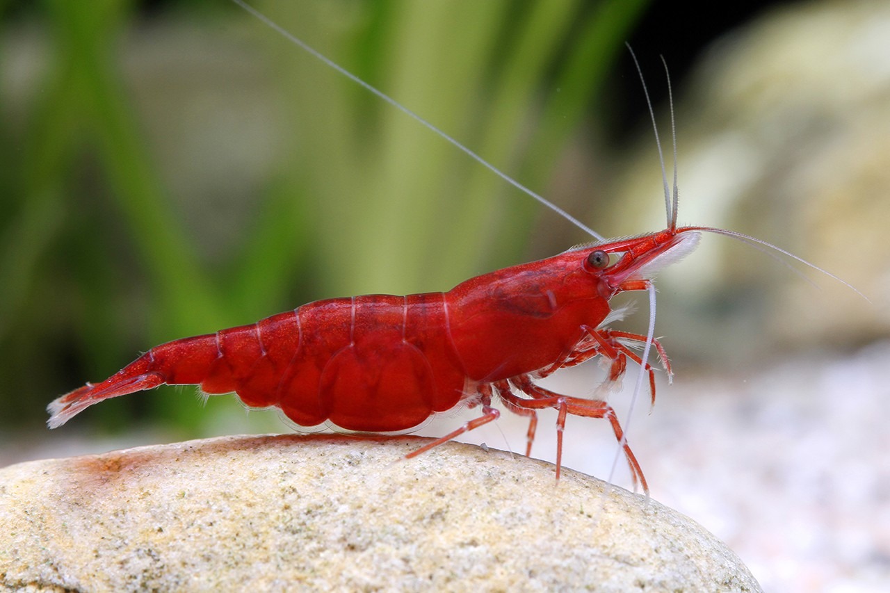 Camarones neocaridinas (Rojo, Amarillo)