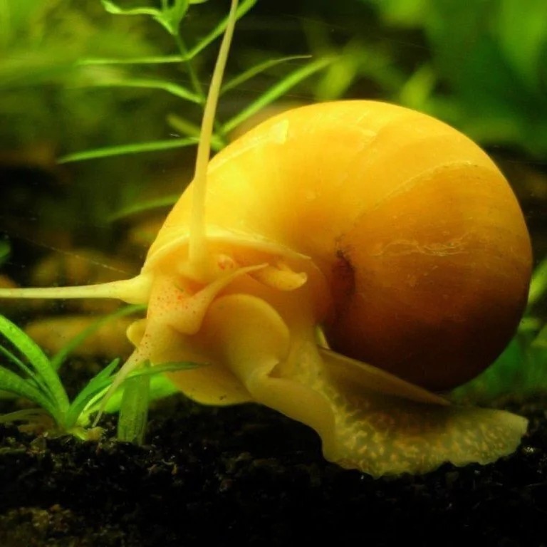 Caracol Manzana