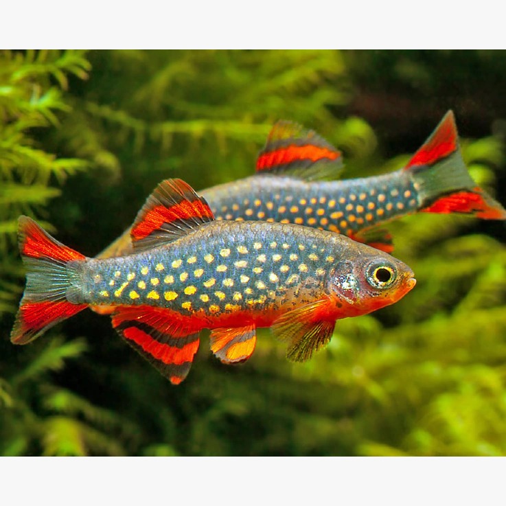 Rasbora Galaxy