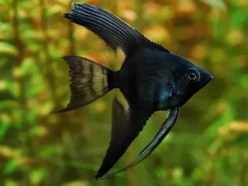 Escalar Full Black Chico