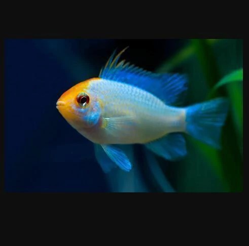 Ramirezi Electric Blue