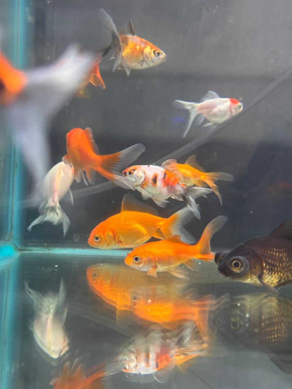 Goldfish Surtido