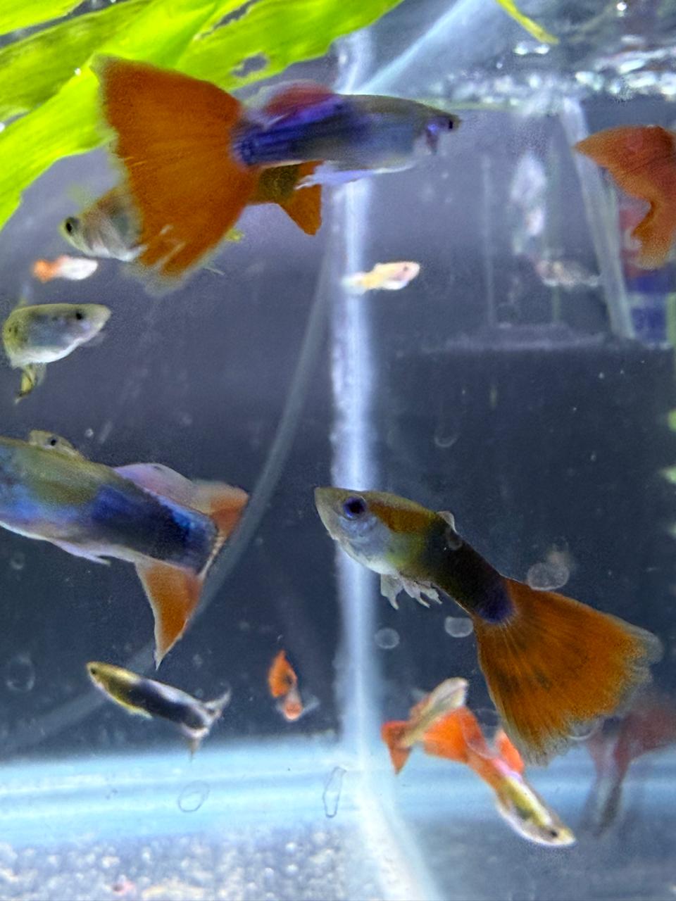 Guppy