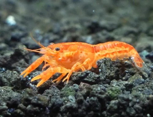 Langosta Mexicana