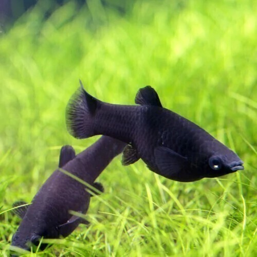 Molly Negra