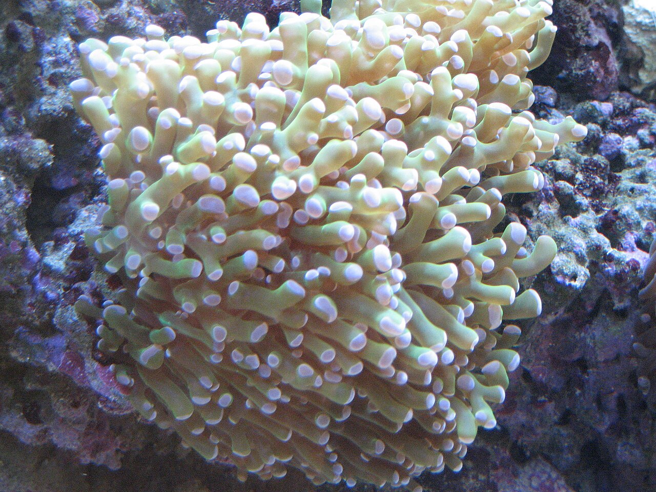 Euphyllia Paradivisa Green
