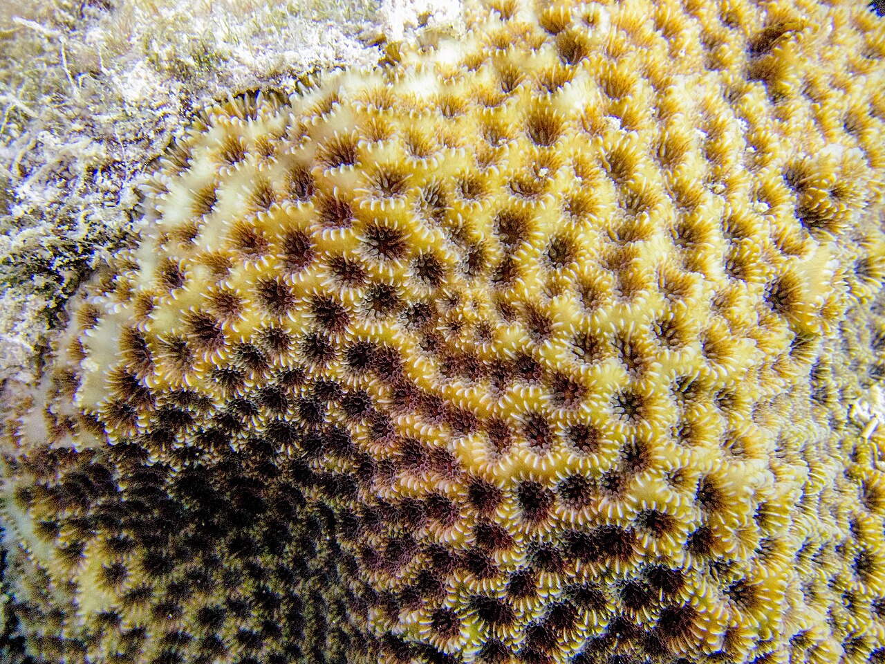 Leptastrea Gold