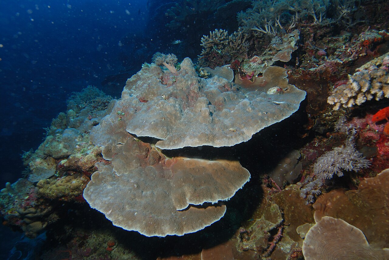 Montipora «Mystic Sunset»