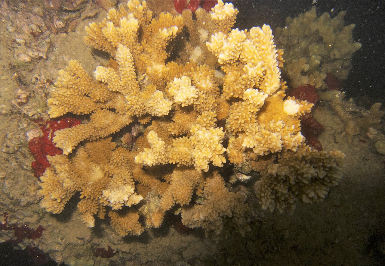 Montipora Capitata «Green»