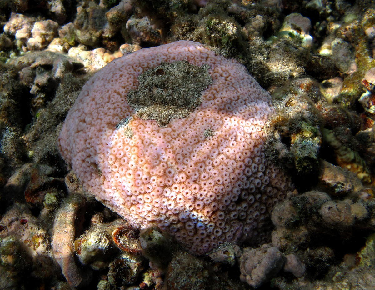 Astreopora Neon