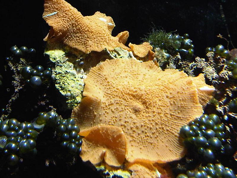 Discosoma Punctatus