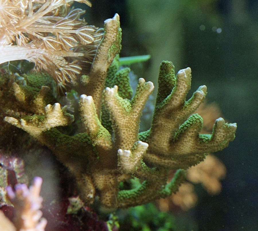 Montipora Digitata Roja