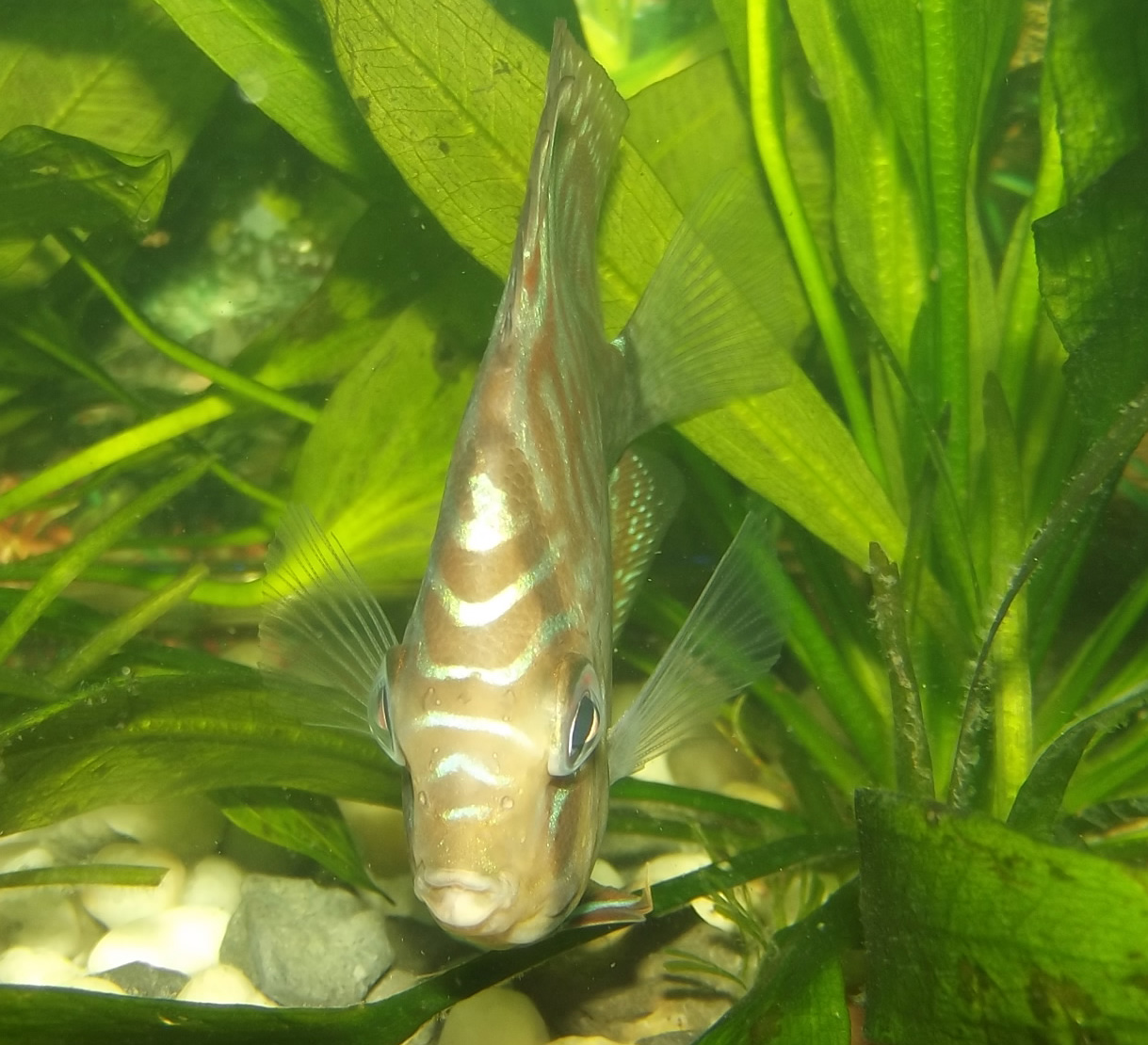 Discosoma Verde