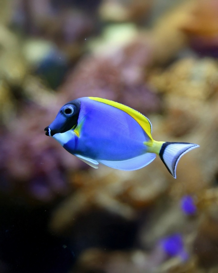Acanthurus Leocosternun
